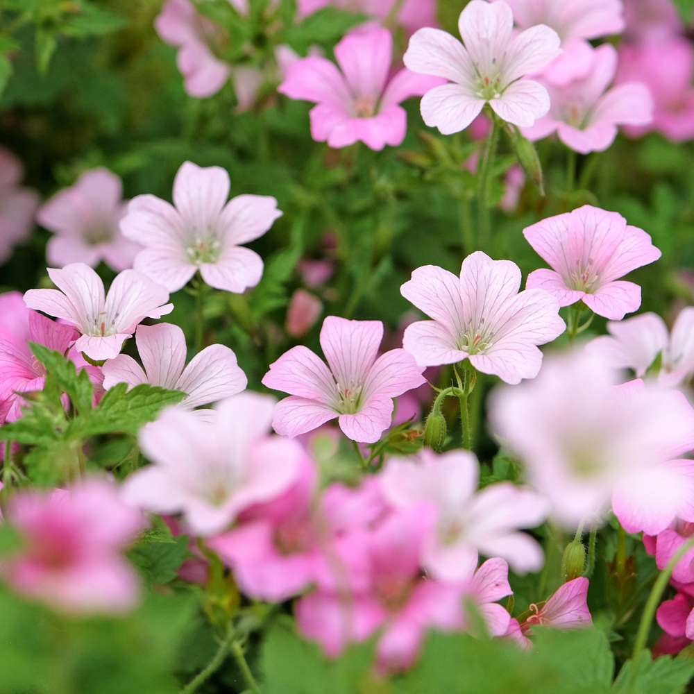 Kronnäva 'Rose Clair'